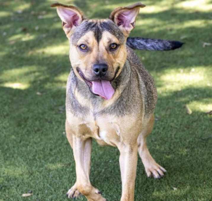 Photo of Olivia (Cocoa)