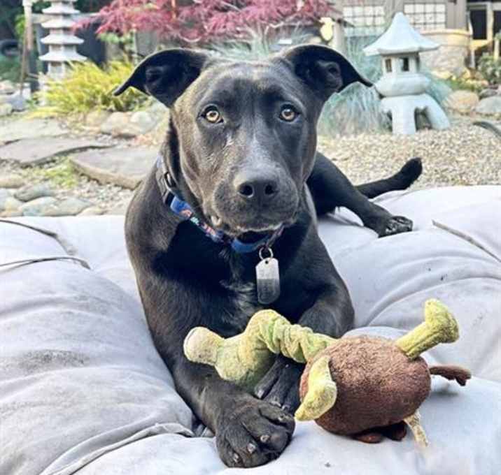 Photo of GRUNT