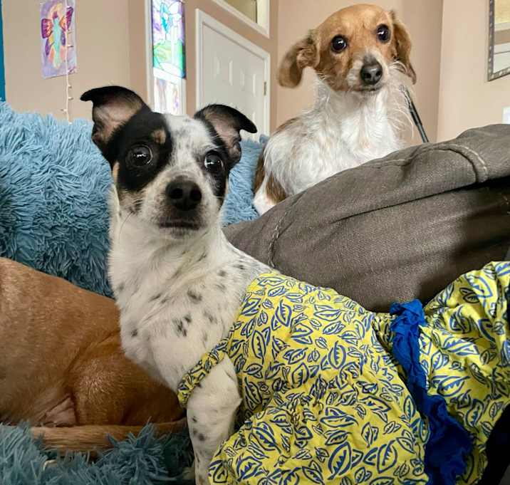 Photo of Pickles