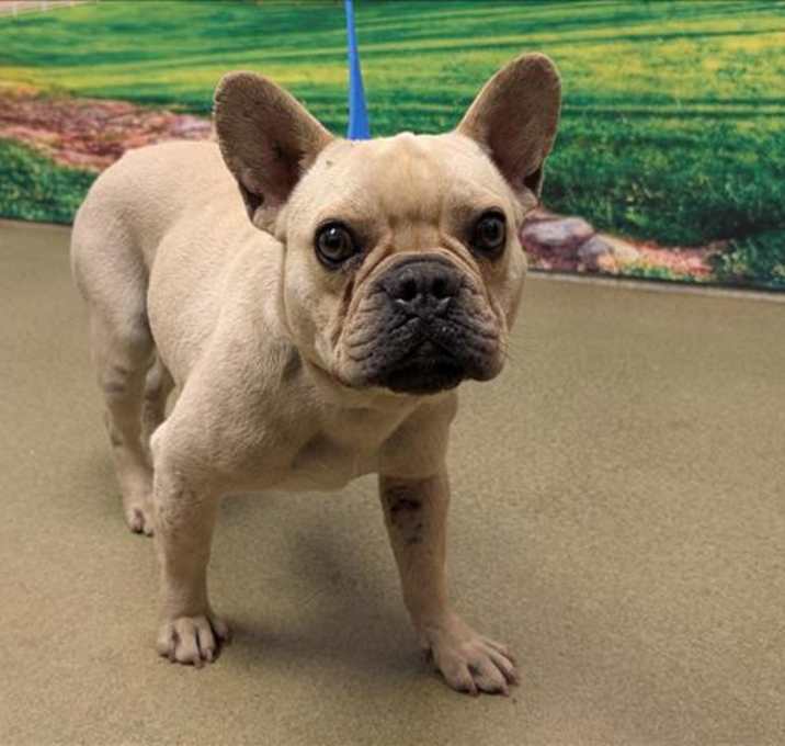 Photo of ADOPT ME