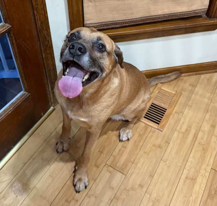 Photo of Stella