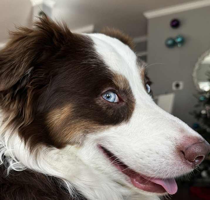 Photo of Bubba