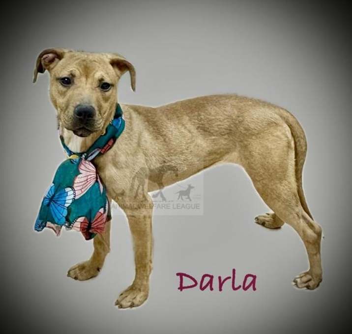 Photo of DARLA
