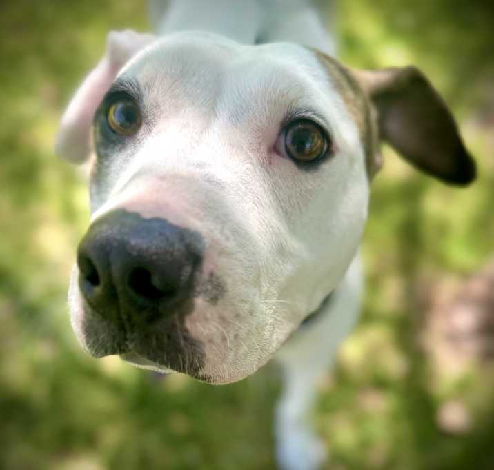 Photo of Calliope (Callie)