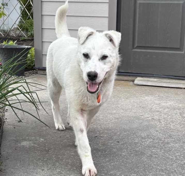 Photo of Honey Bear