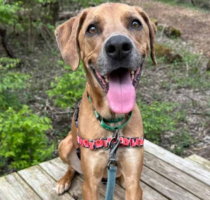 Photo of Simba