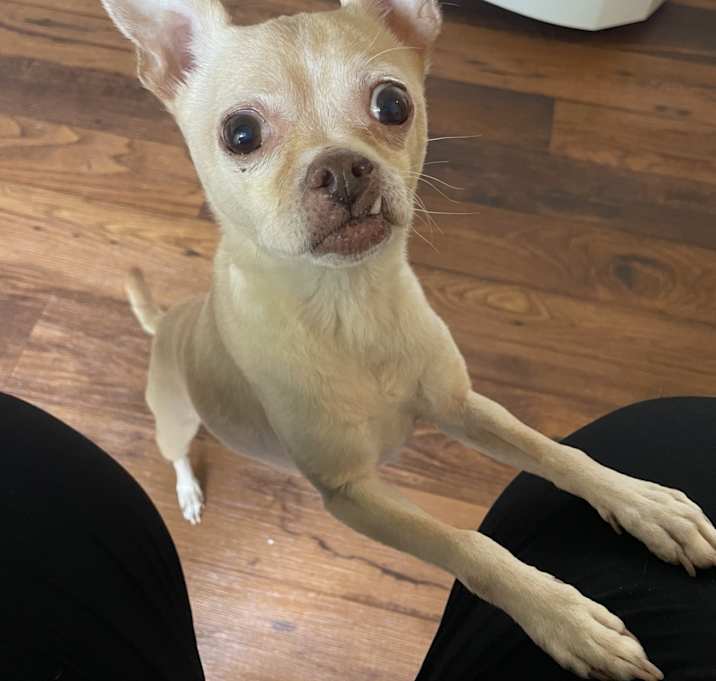 Photo of Gollum