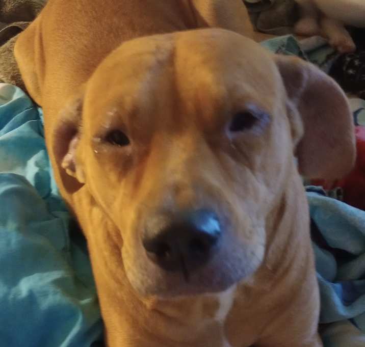 Photo of Dolly