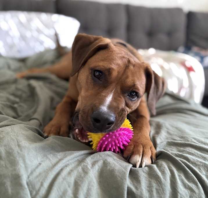 Photo of Scooby