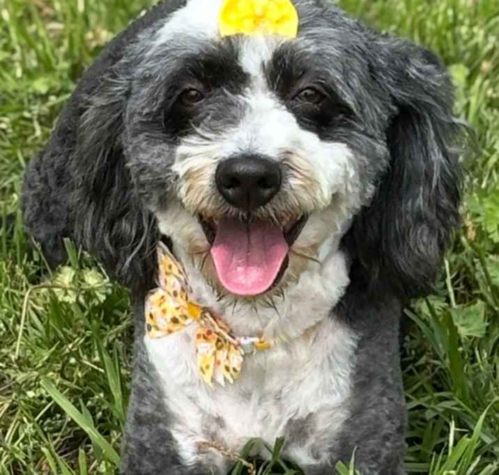 Photo of Harper