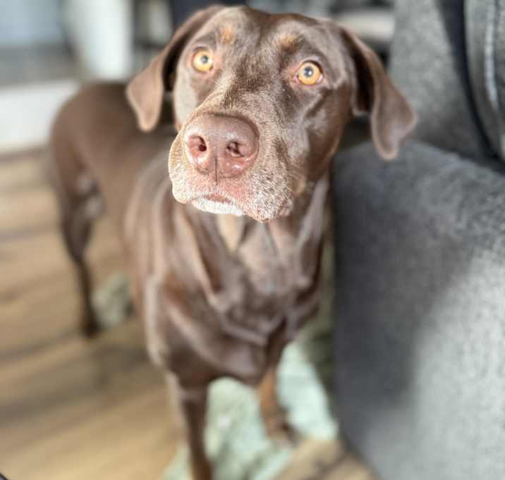 Photo of Bella