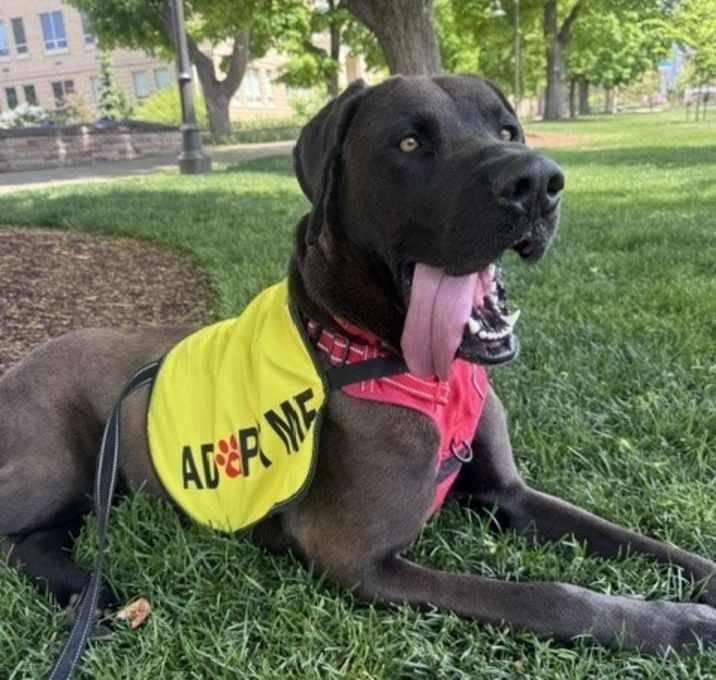 Photo of Diesel
