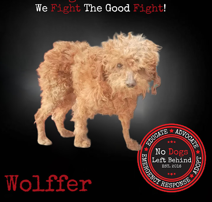 Photo of Wolffer 4012