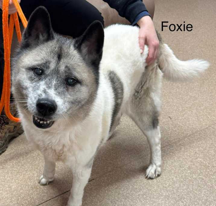 Photo of Foxie