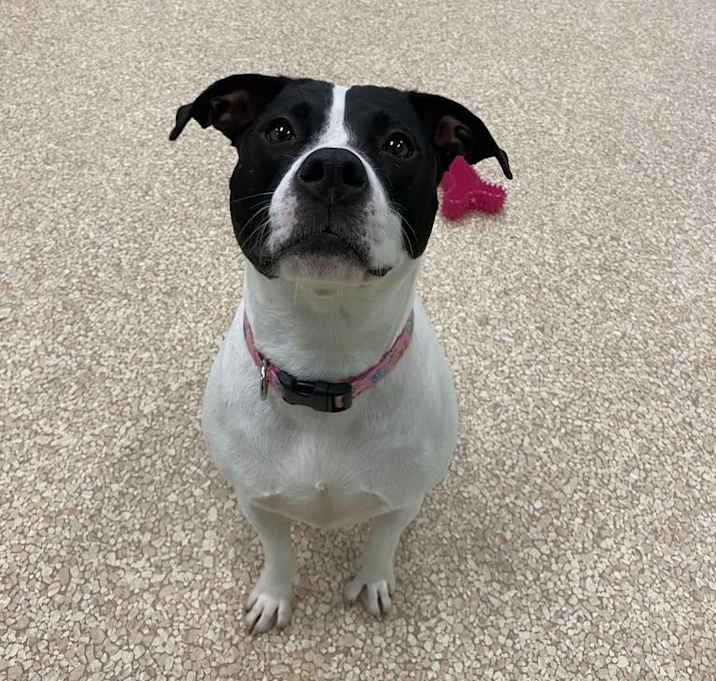 Photo of Moo