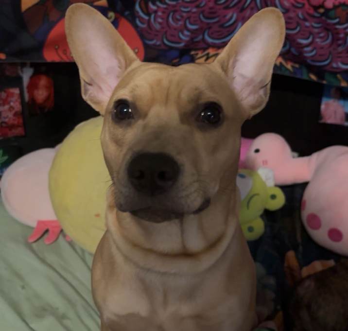 Photo of Scrappy