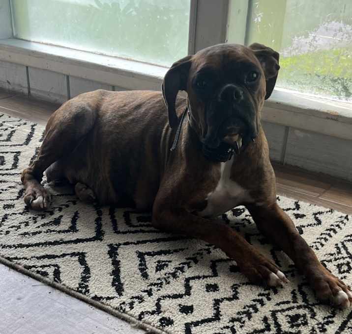 Photo of Remy