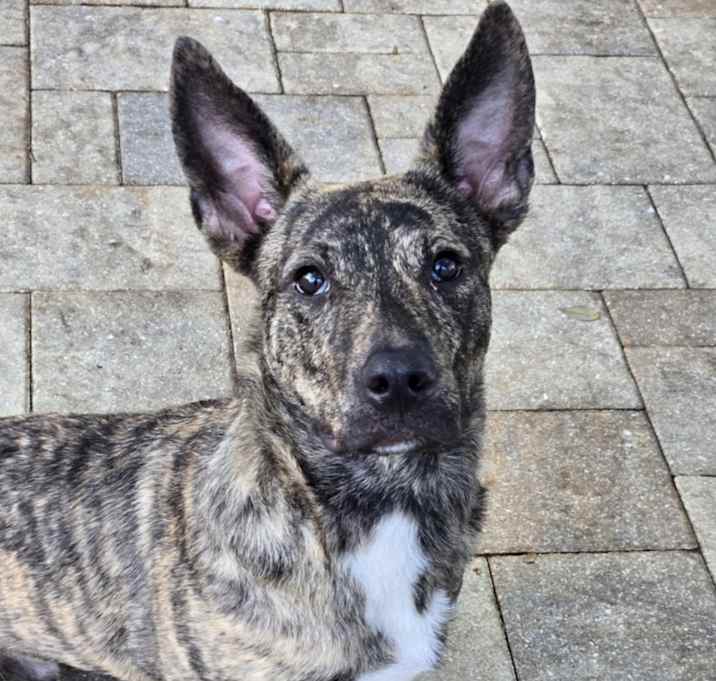 Photo of Curly