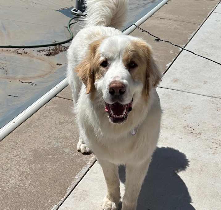 Photo of Ace