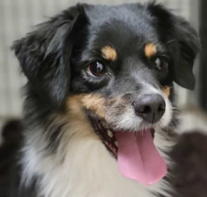 Photo of Olive