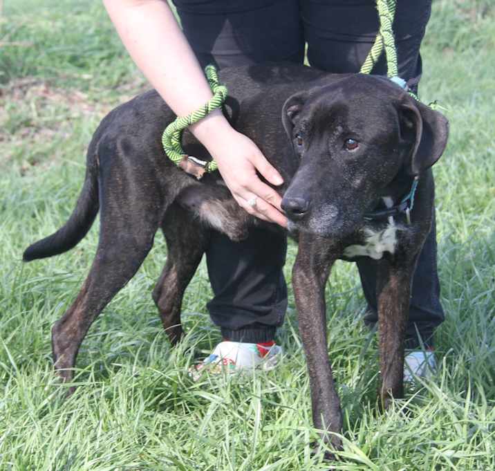 Photo of Sal (Special Needs:Blind/Deaf)