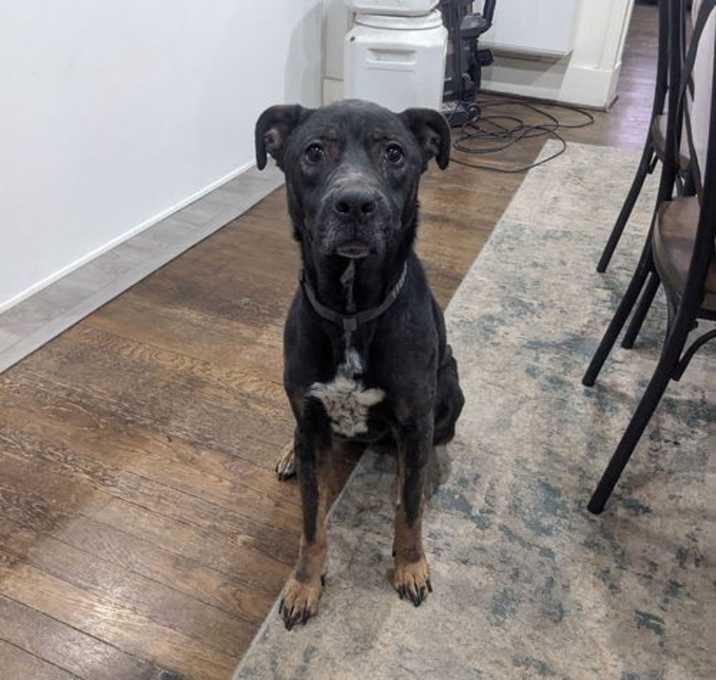 Photo of Stella