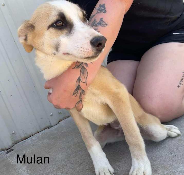 Photo of Mulan
