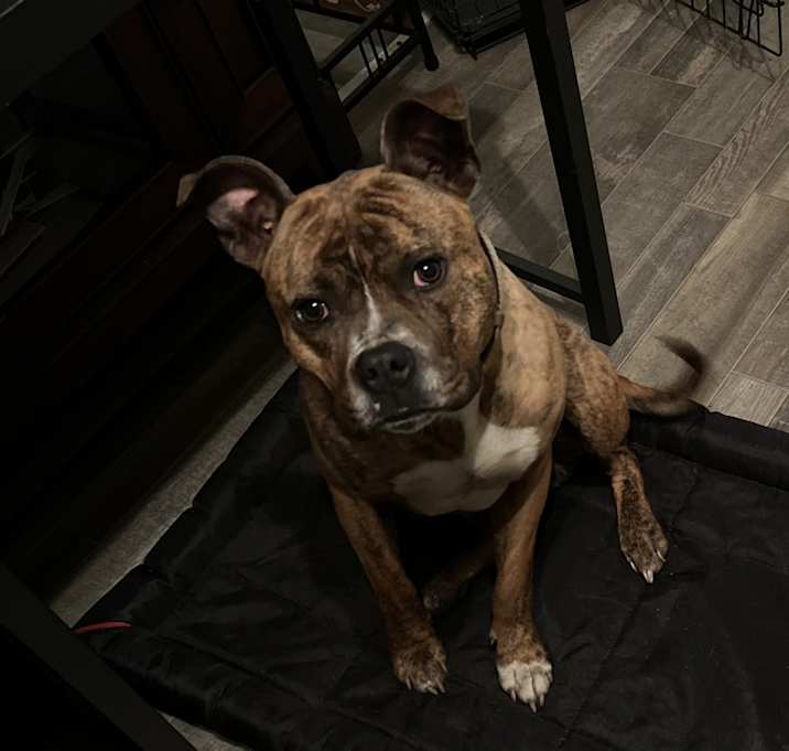 Photo of Scrappy
