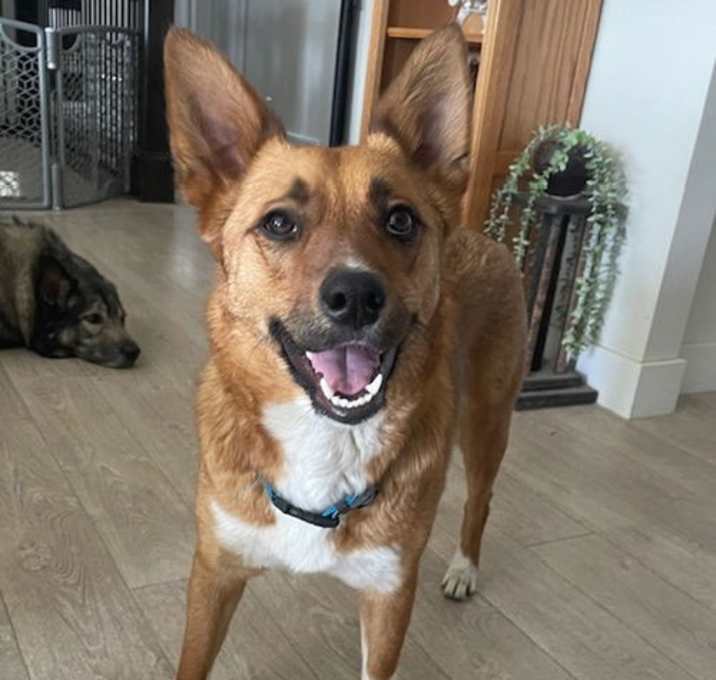 Photo of Kira the Brave