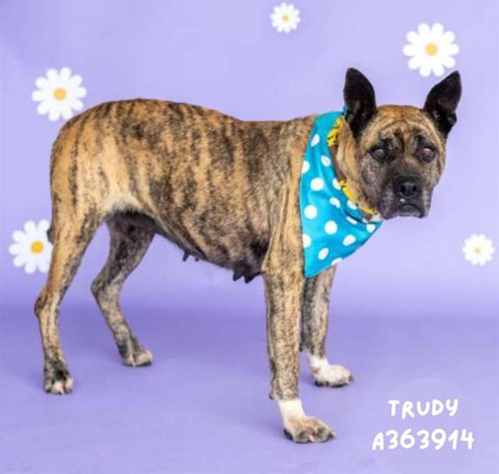 Photo of TRUDY