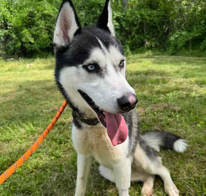 Photo of Shadow