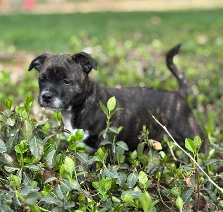 Photo of Jade (Mama Pearl’s babies)