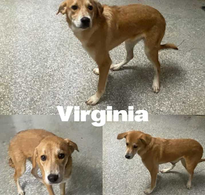 Photo of Virginia