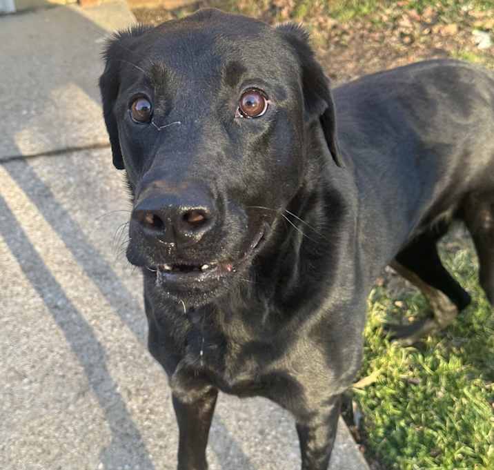Photo of Stella