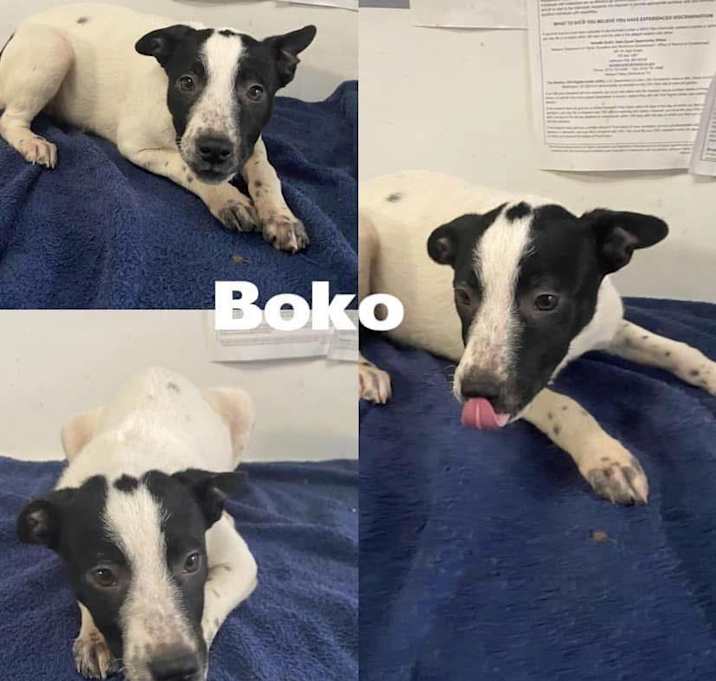 Photo of Boko
