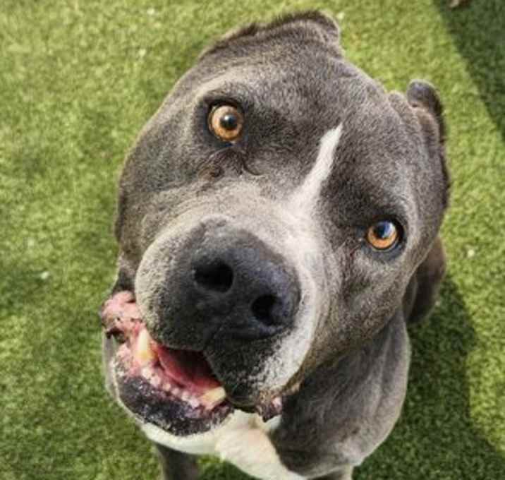 Photo of *JASPER