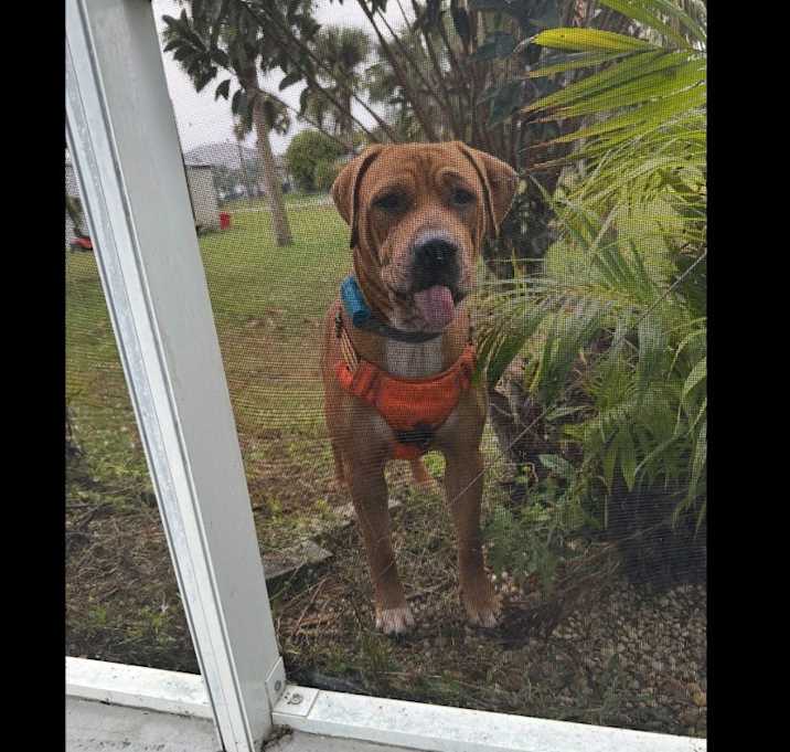 Photo of Rocco
