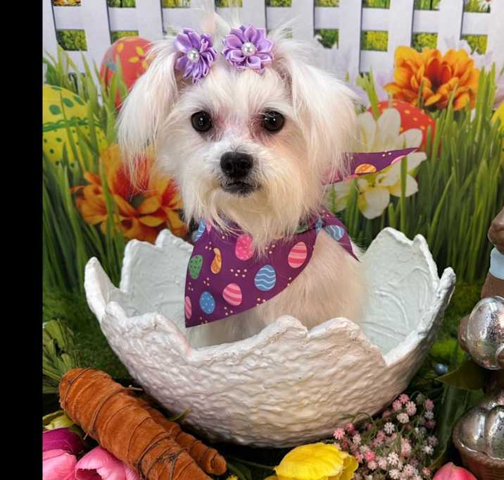 Photo of Prissy