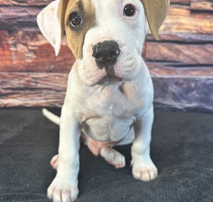 Photo of Archie
