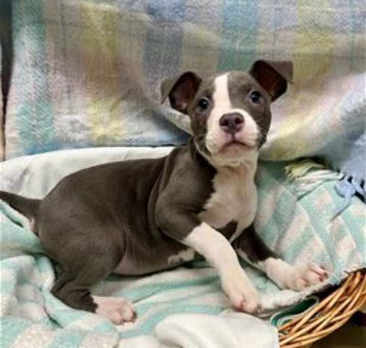 Photo of Clipper