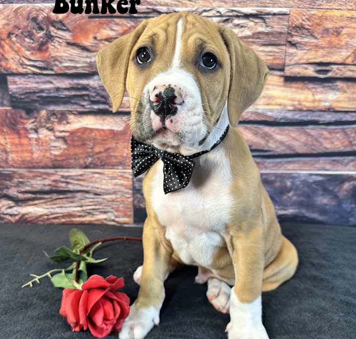 Photo of Bunker