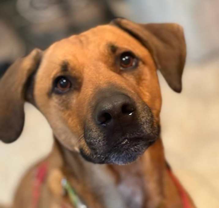 Photo of Cooper