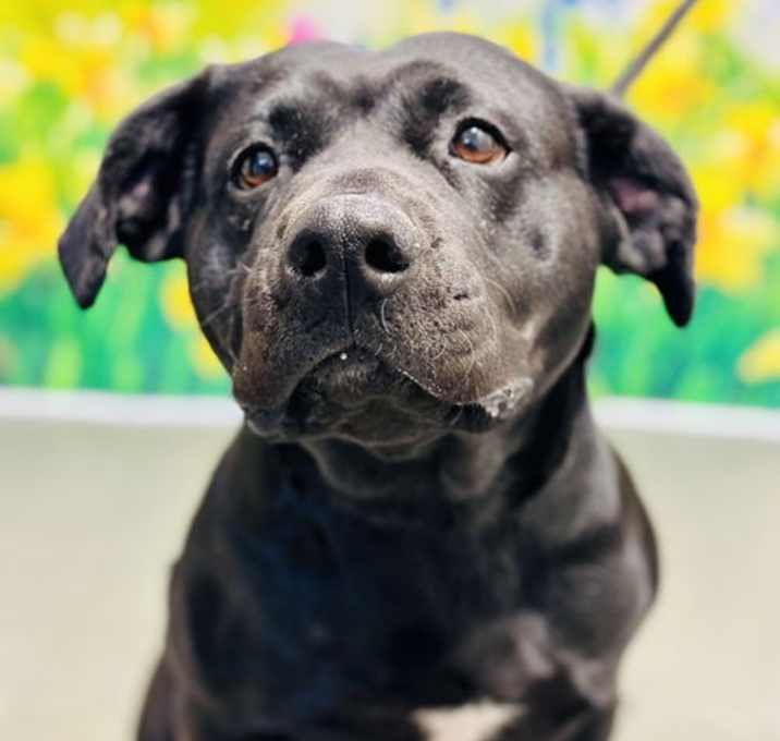 Photo of Daisy