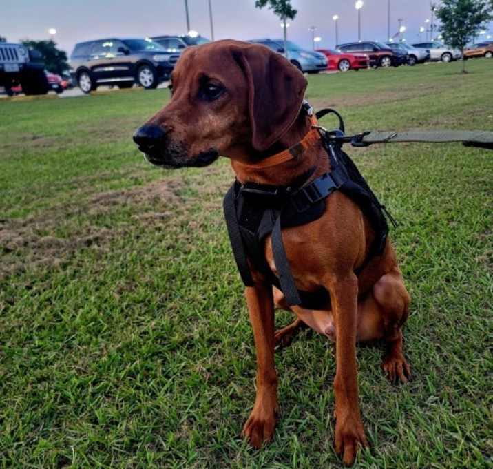 Photo of Cooper