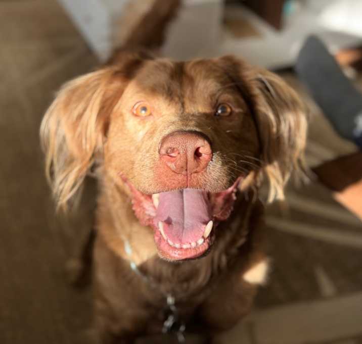 Photo of Chewie
