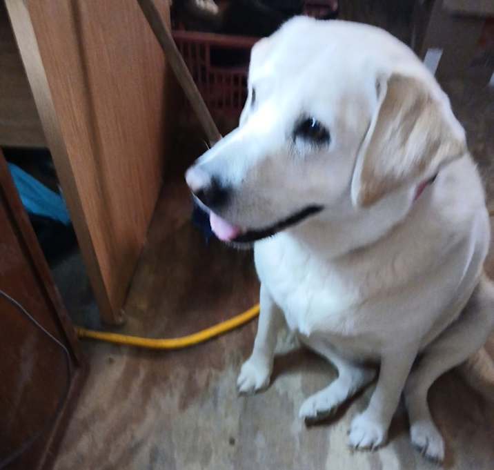 Photo of Bella
