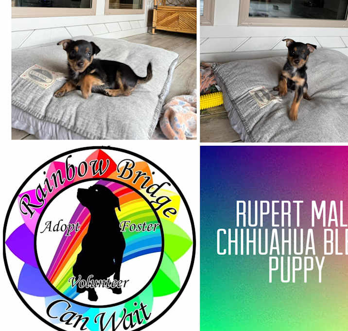 Photo of Rupert