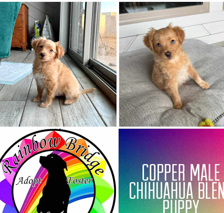 Photo of Copper