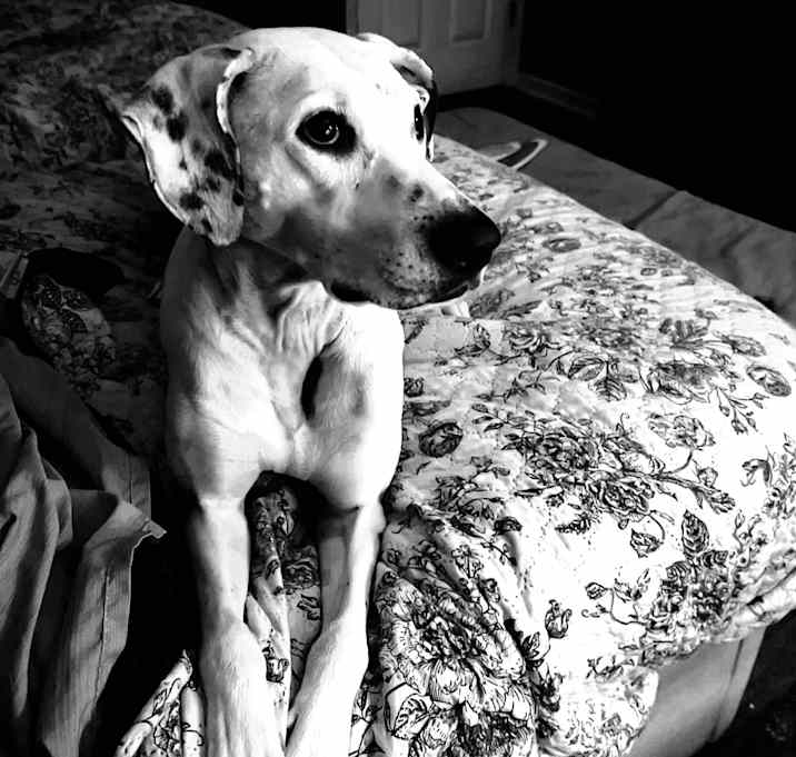 Photo of Nala Princess Huggins