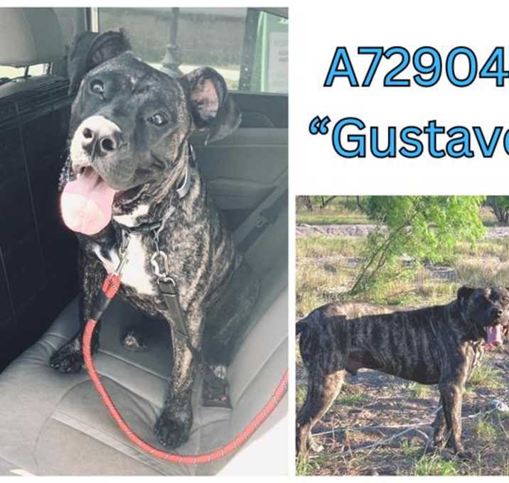 Photo of GUSTAVO